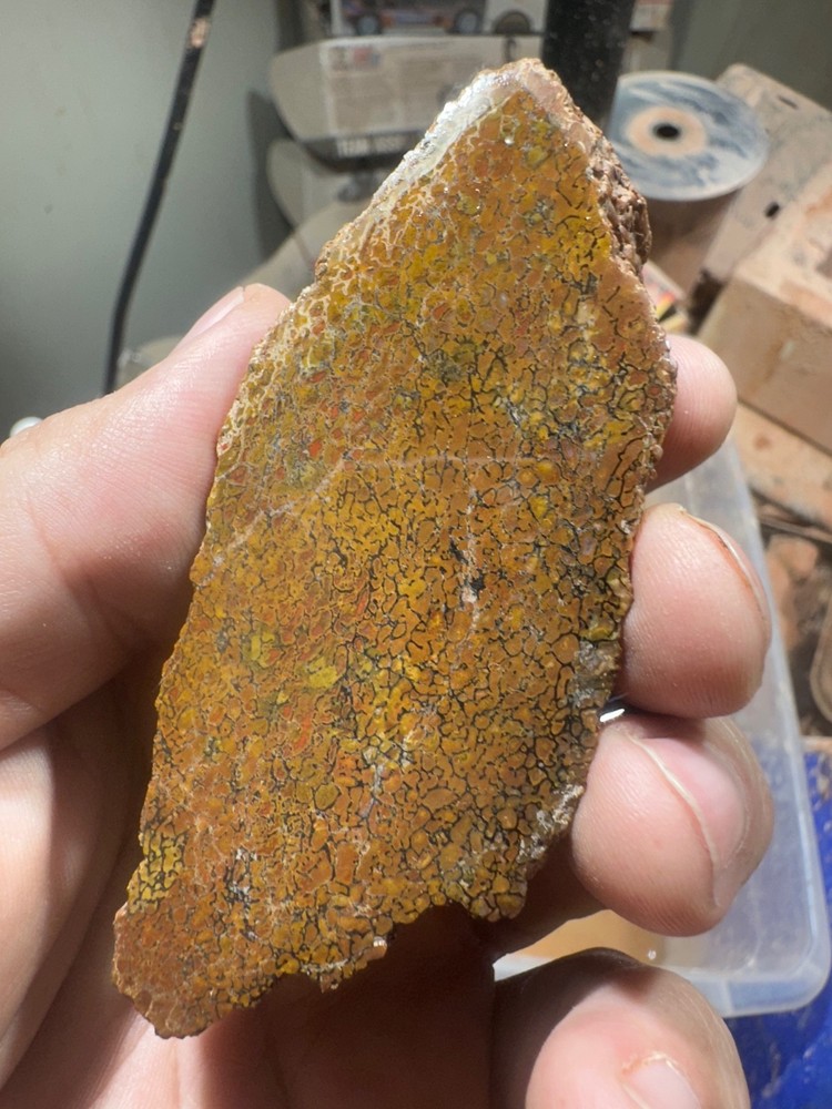 Dinosaur bone rough **hxtled  end cut