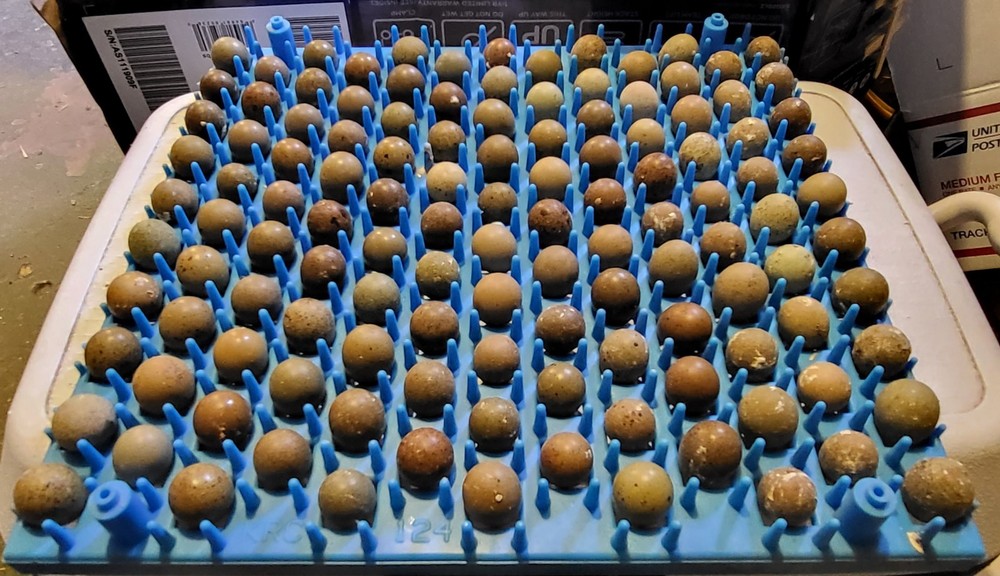 12 Button Quail Hatching Eggs