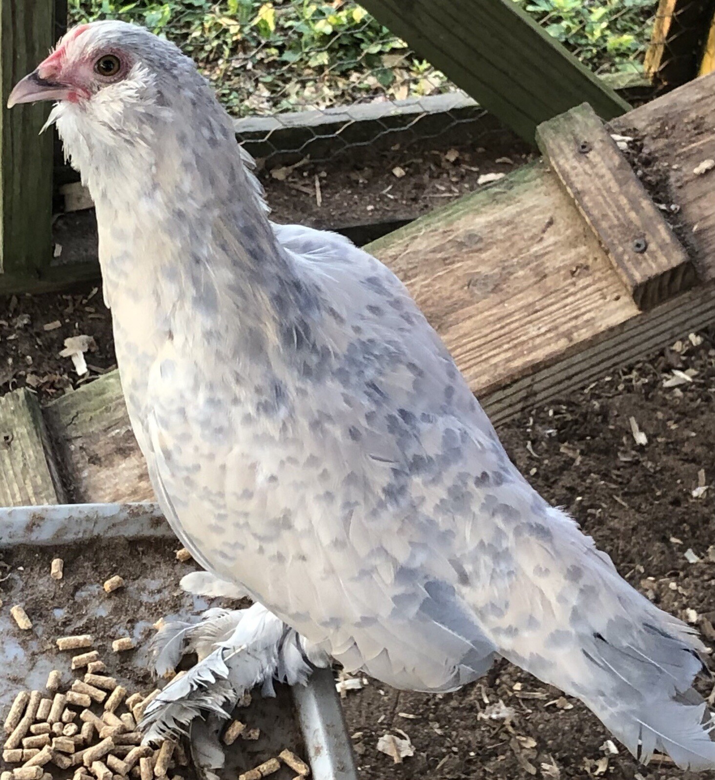 12+ PORCELAIN D’UCCLE BANTAM Fresh Hatching Eggs. Laying Now.