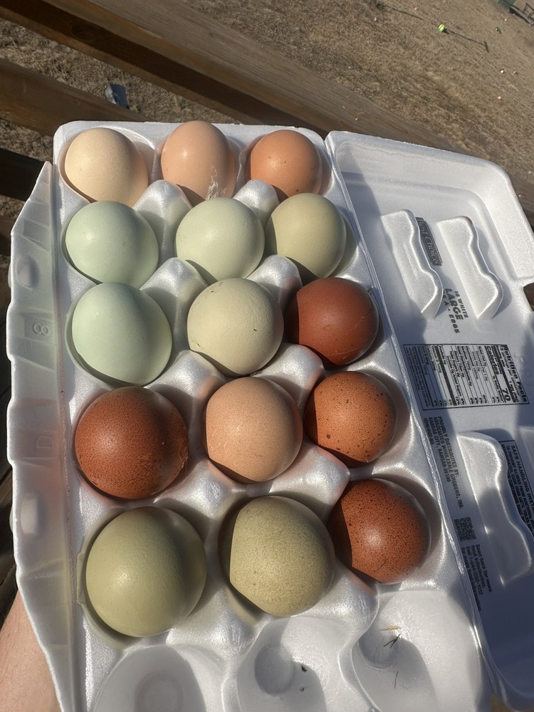 15 Rainbow Hatching Eggs from FREE RANGE CHICKENS