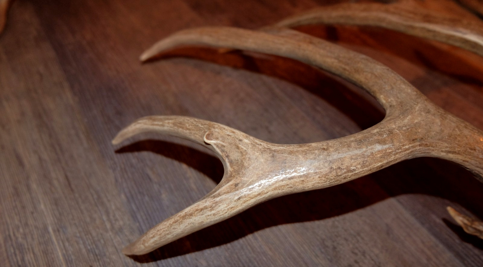 Nice Set Mule Deer Antlers Sheds Taxidermy Mount Cabin Decor Buck Horns