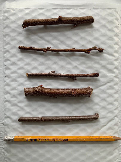 Pluot x Pluerry scions triple pack