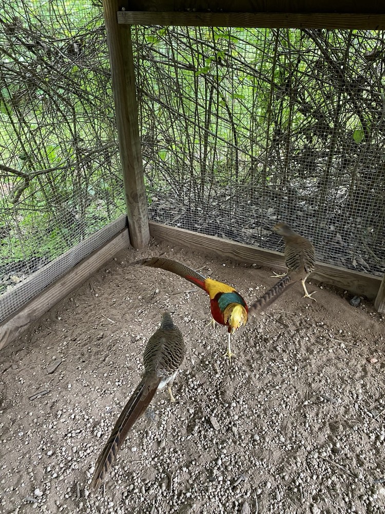 8 Pure Red Golden Pheasant Hatch Eggs