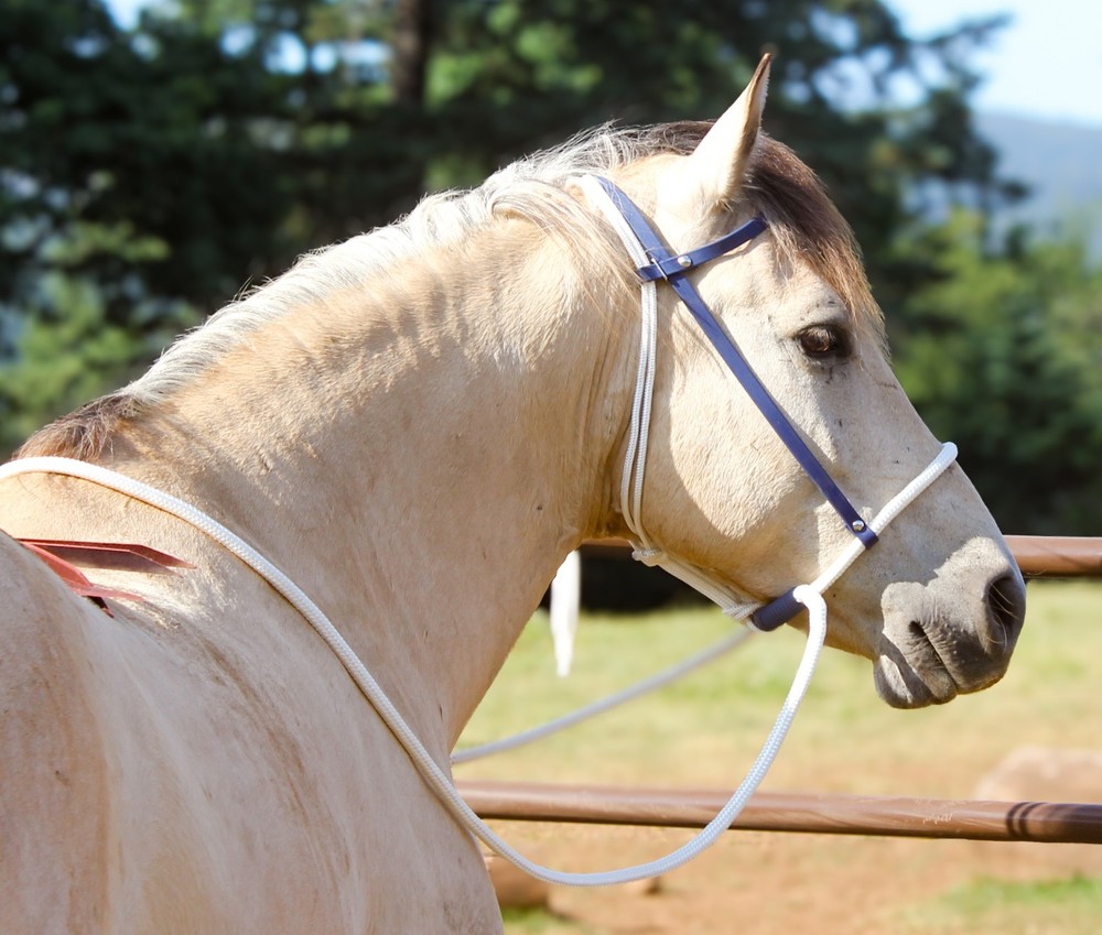 Soft Nose Loping Bridle