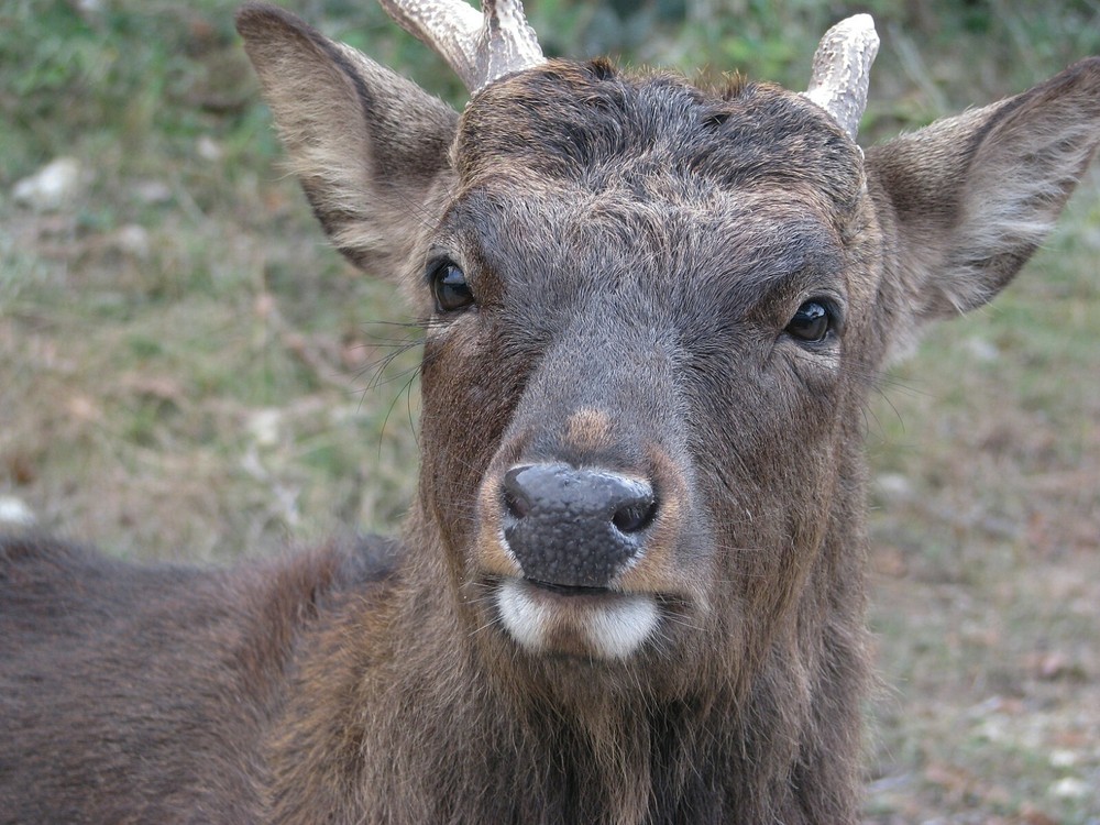 Sika Deer Taxidermy Reference Photo Cd
