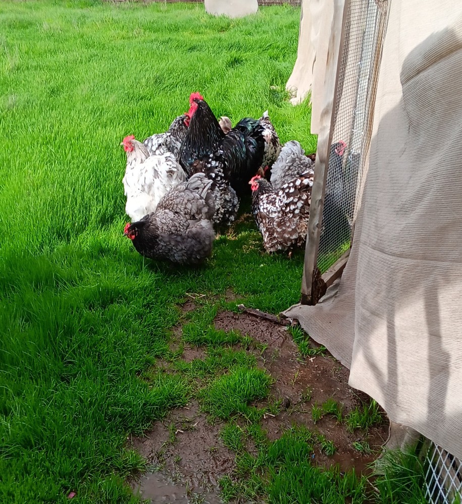 12+ Rainbow Hatching Eggs – Marans, English Orpingtons, Olive Egger, Moss & AM