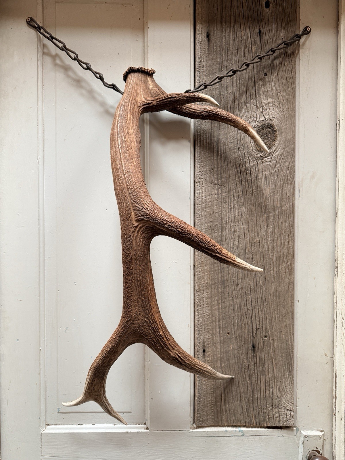 6 Pt Elk Shed ~ Elk Antler ~ Decor