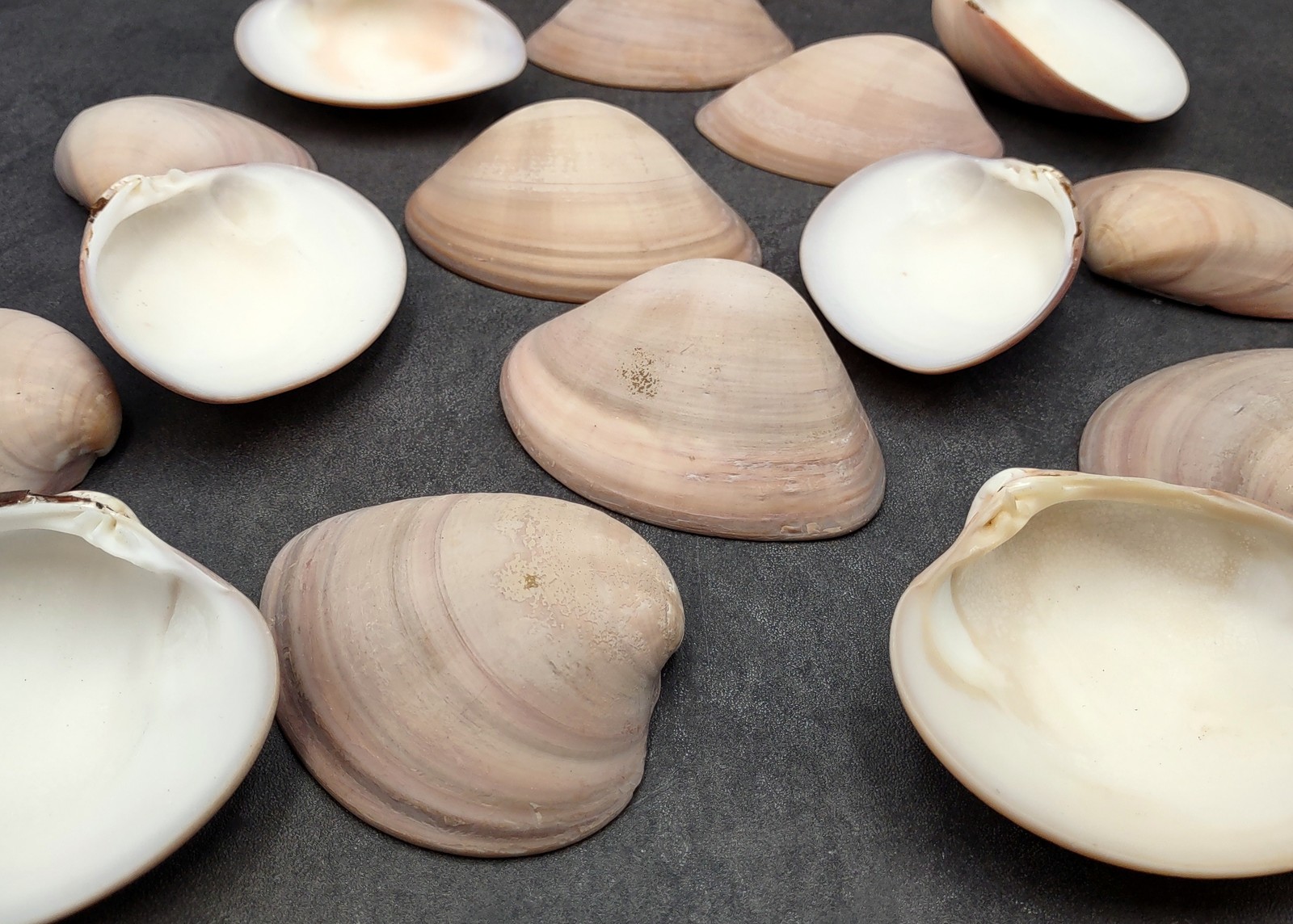 Mocha Clam Seashells Megapitaria Squalida (3 shells approx. 3+ inches)
