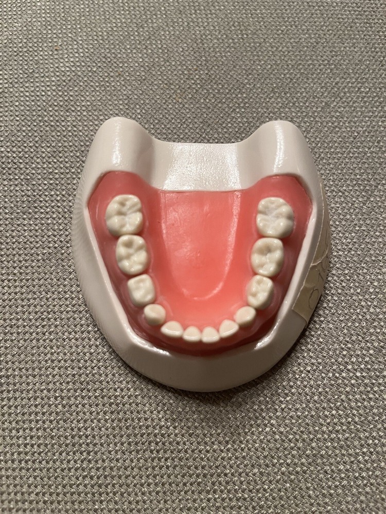 Mandibular Pedo/primary dentition typodont
