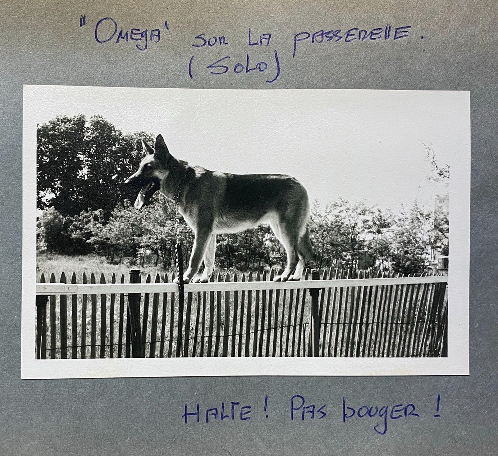 1966 German Shepherd Training France Complete K9 Sequence Vallée aux Loups