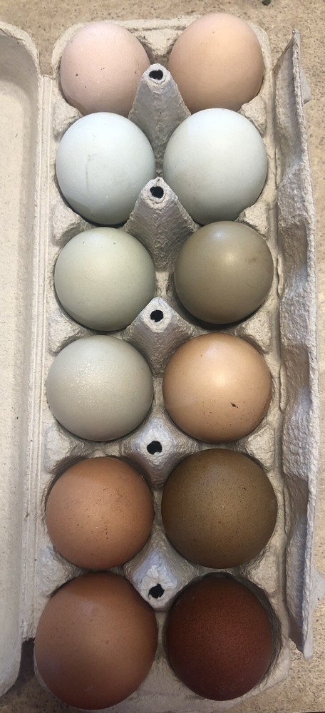 Hatching Eggs OLIVE 10+2 extra EE Marans Olive / Mint / Sage Cross