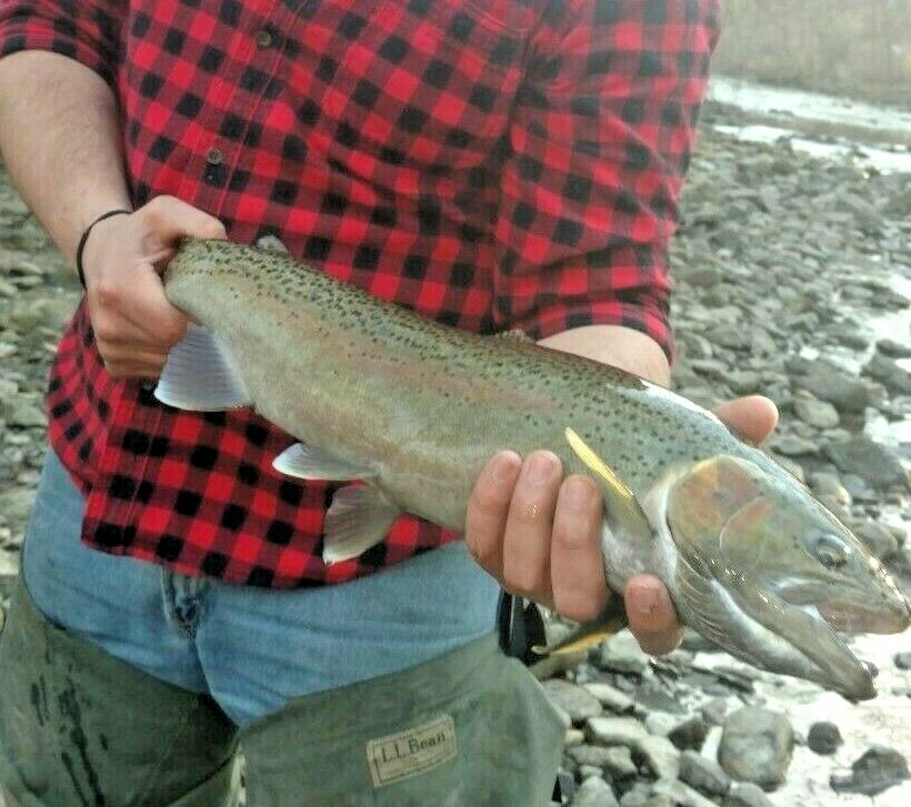 Tippet Rings 2mm Euro Nymph Competition Fly Fishing Leader Tippet Ring FREE SHIP