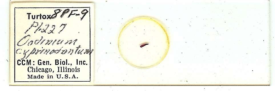 Oodinium cyprinodontum Microscope Slide