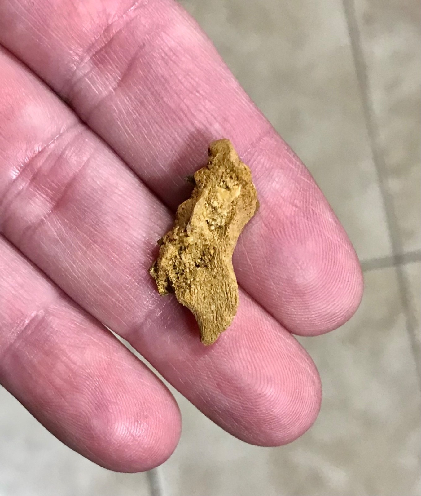 GRAND & AWESOMELY RARE LUNGFISH TOOTH PLATE W PARTIAL JAW ATTACHED FOSSIL