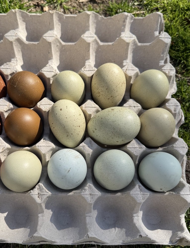 6+ Multi Gen Backcross Olive Egger Fertile Hatching Eggs