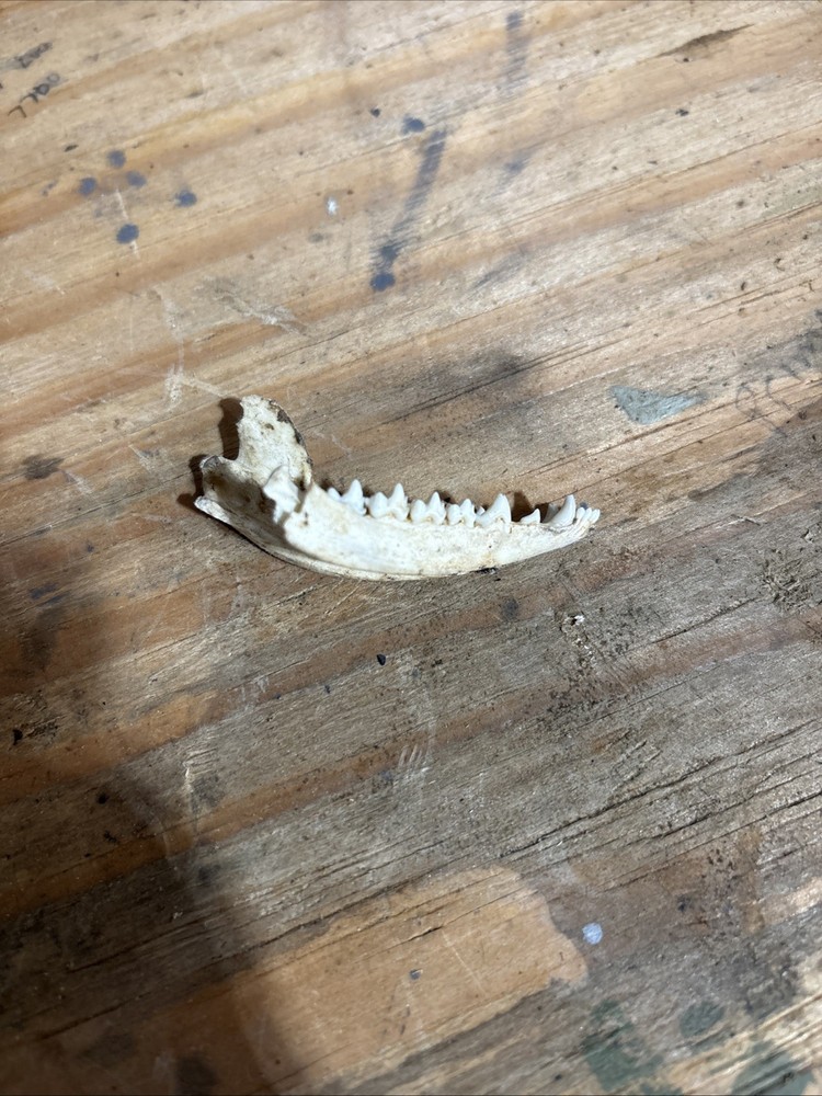 Opposum lower jaw bone