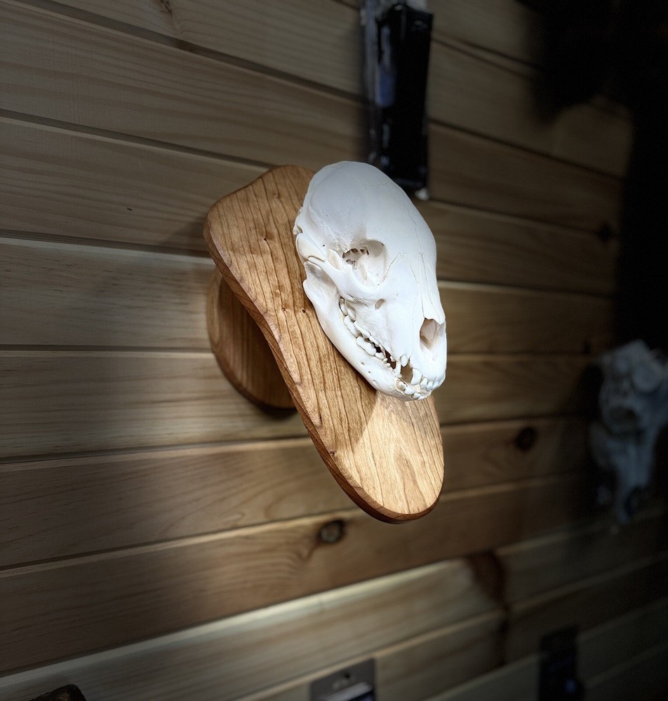 Bear Skull Pedestal