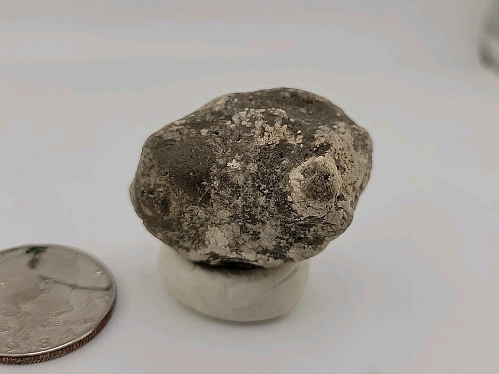 Real Permineralized Reptile Egg Fossil