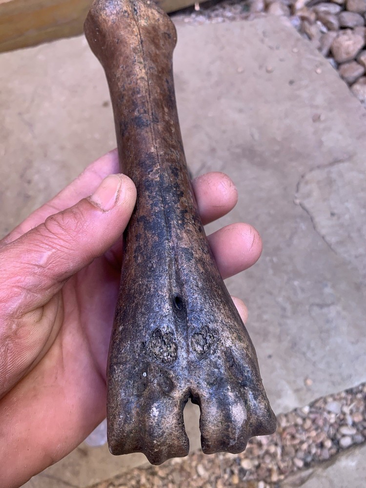 Fossilized, Bison, Bones