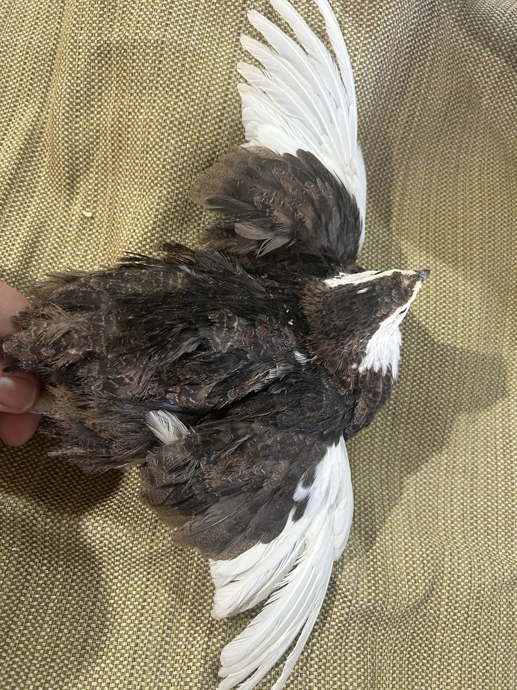 Celadon Coturnix Quail Hatching Eggs