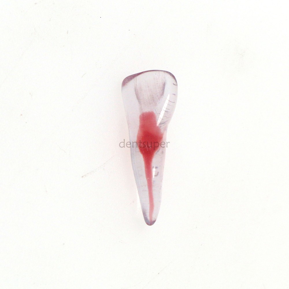3D Dental Endo Root Canal Teeth Model Practice Block for RCT Pulp Cavity Study