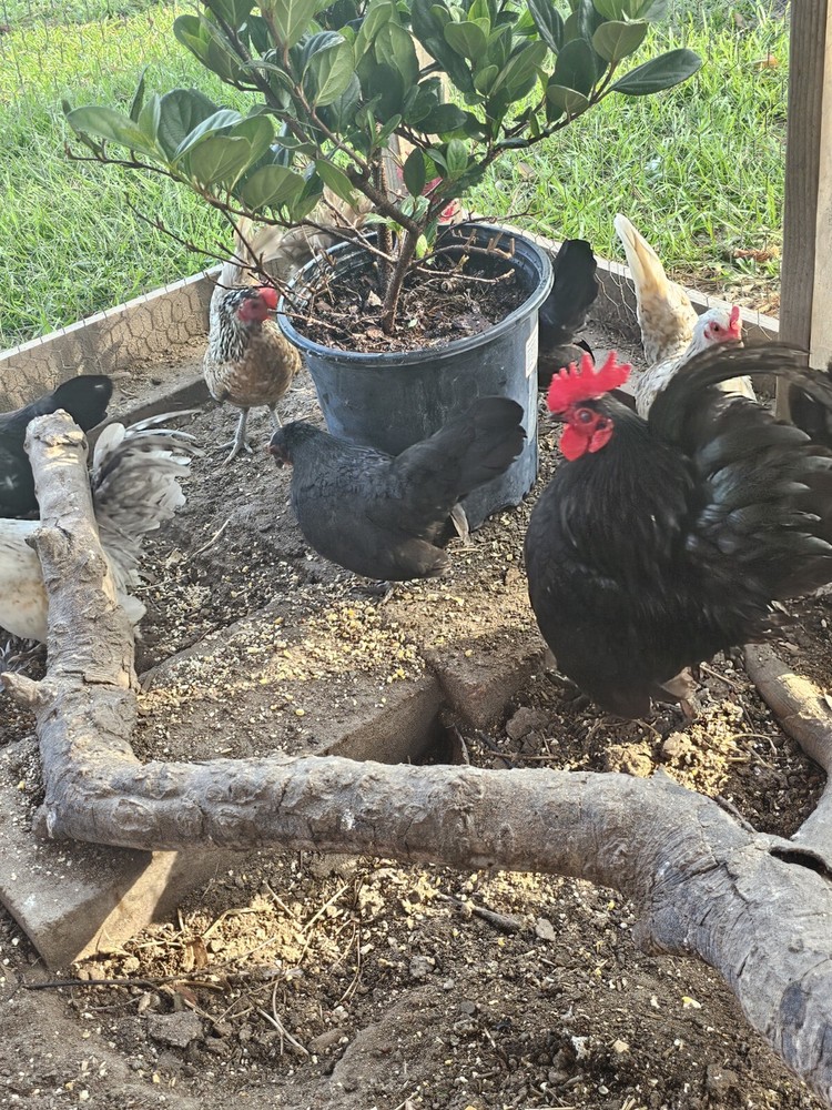 20 Serama Chicken Hatching Eggs