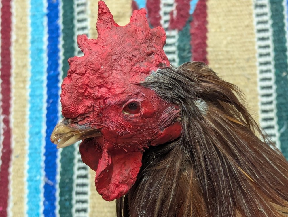 Beautiful Mounted Gamecock Rooster