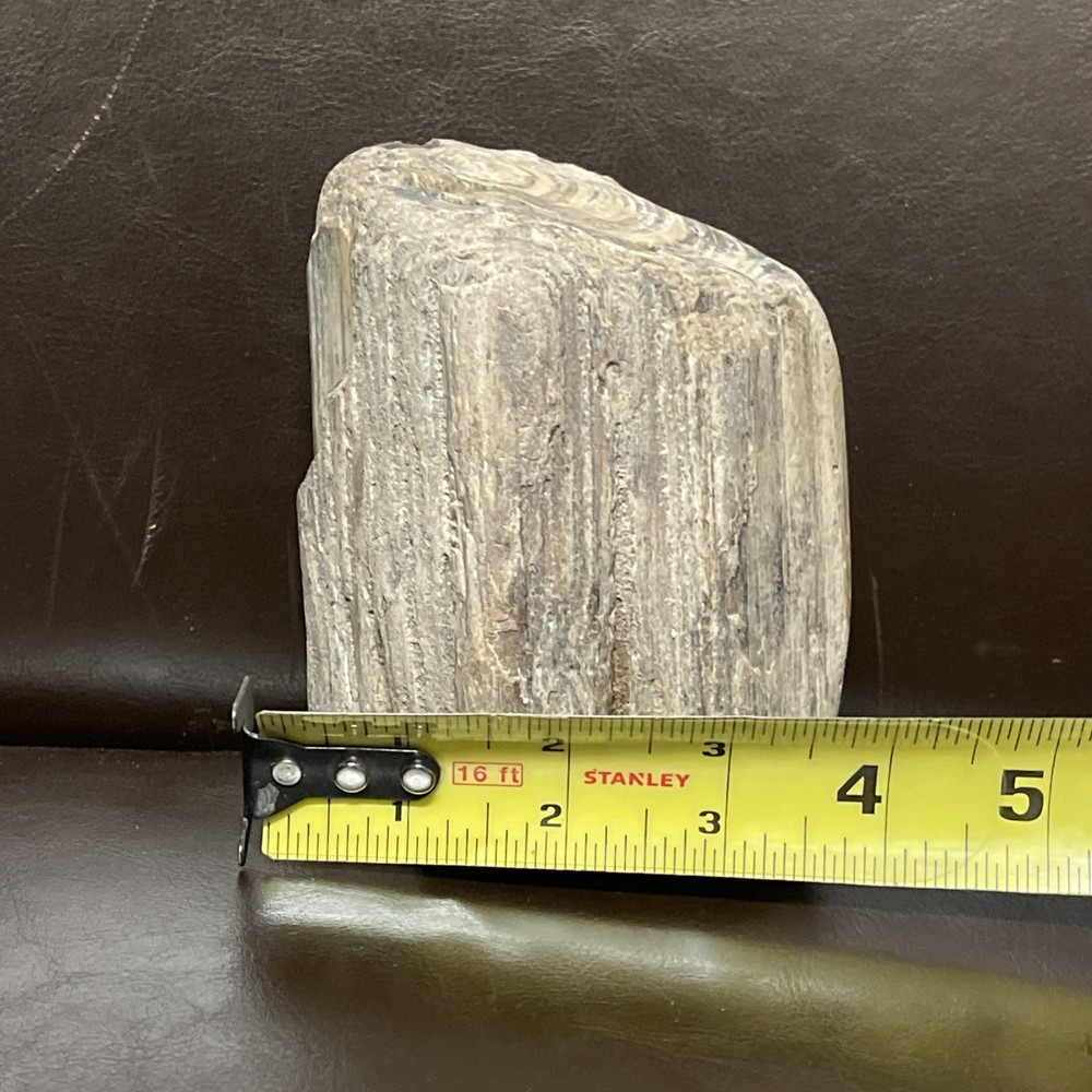 Petrified Wood 2lbs Beautiful