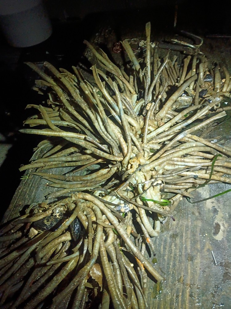 Live Tube Worms Large