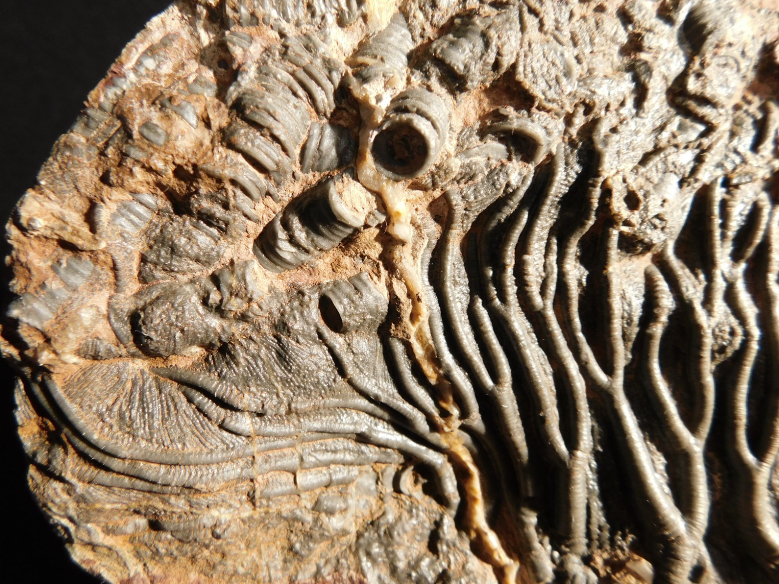 wOw! BIG! 430 Million Year Old! CRINOID Fossil or Sea LILY Fossil Morocco 1144gr