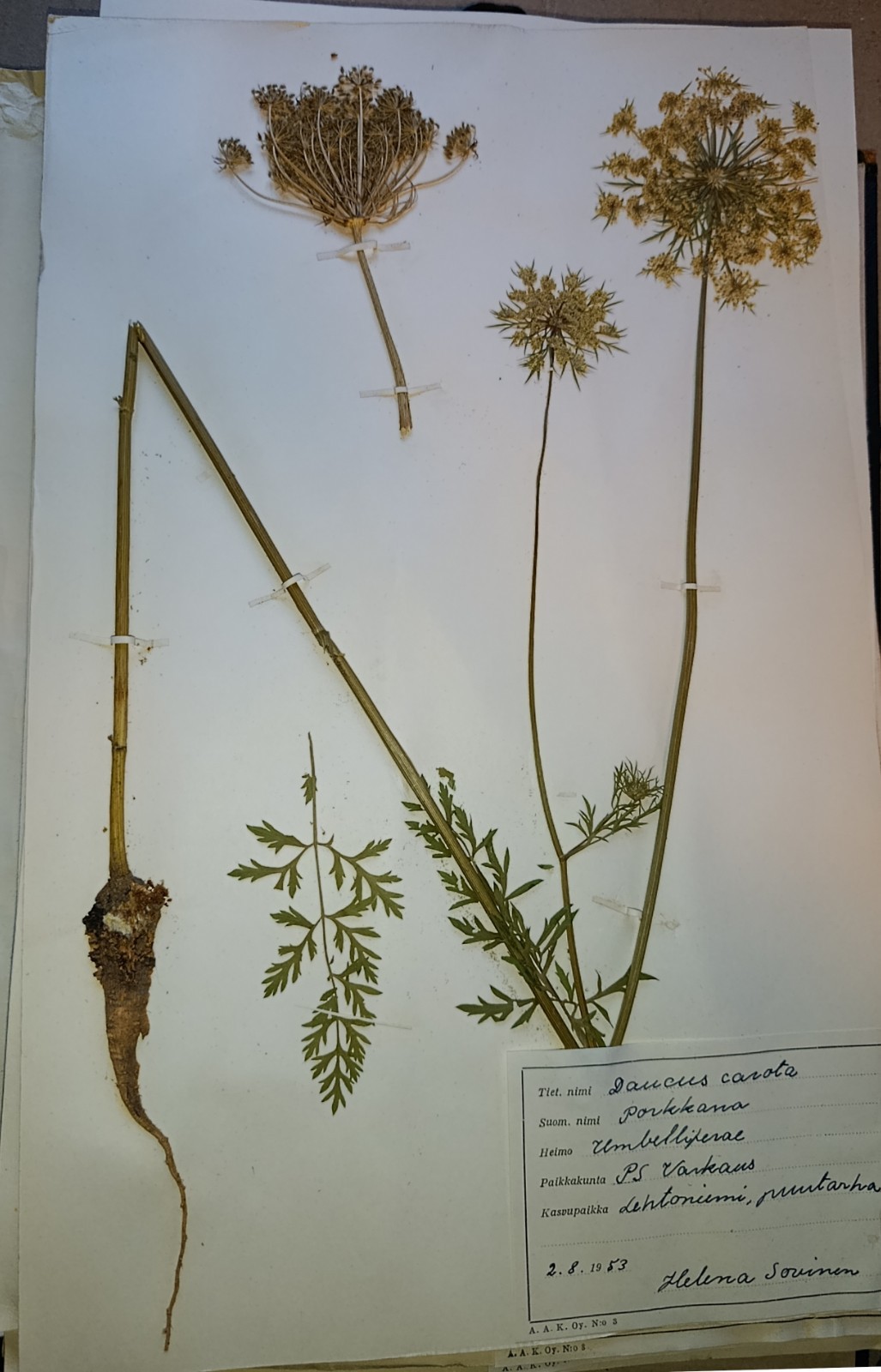 Antique Finnish Swedish Herbarium Botanical Pressed Plant specimens scrapbook