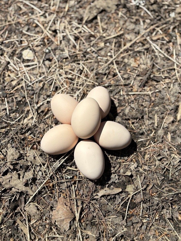 Lavender Orpington hatching eggs (12 Eggs)