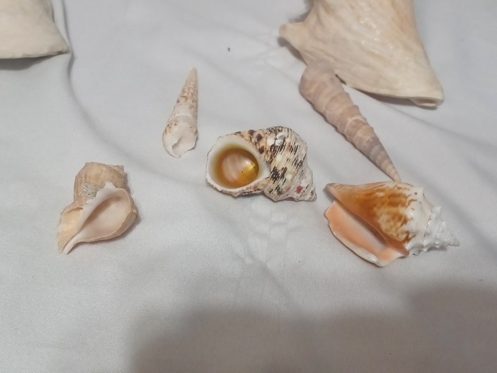 Assorted Large Conch / Seashell Lot See Pics