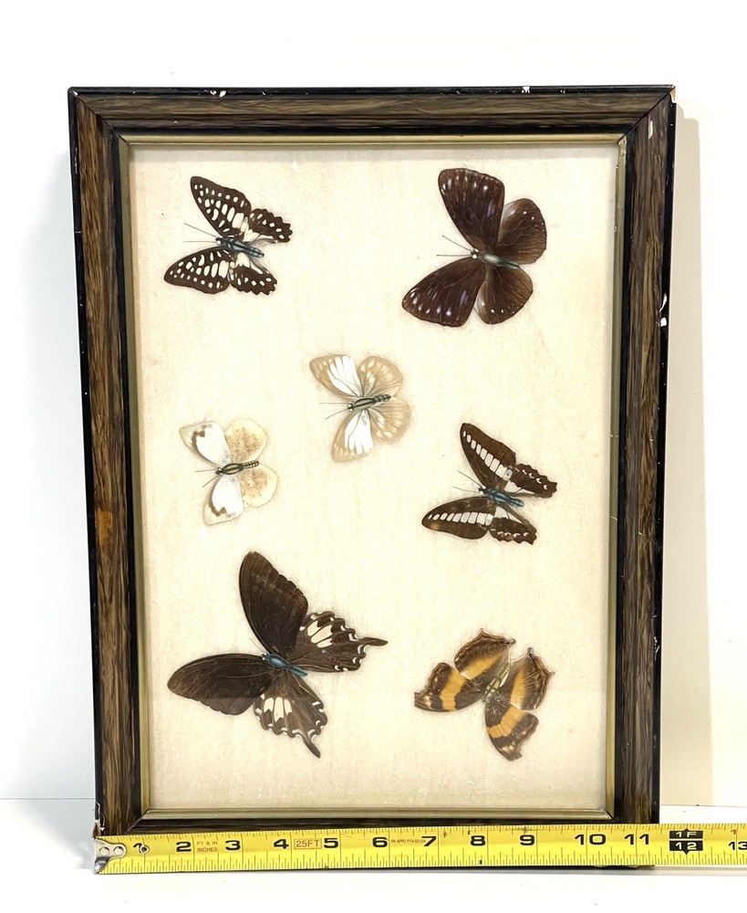 Vintage Butterfly Specimens Framed