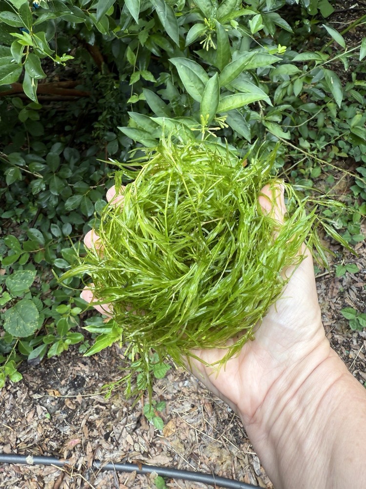 Aquarium Plants