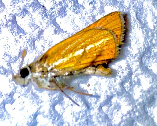 SMALLEST SKIPPER BUTTERFLY - Capaodes minima #4