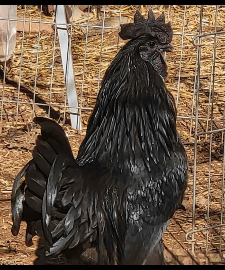 Ayam Cemani 12 Hatching Eggs – Fresh Fertile – Shipped 1–2 Days Old