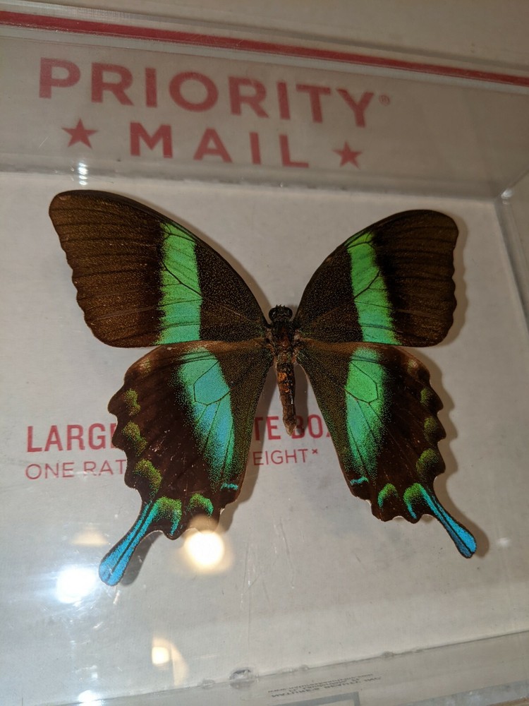 Real 3D Framed Butterfly in Acrylic Frame Box