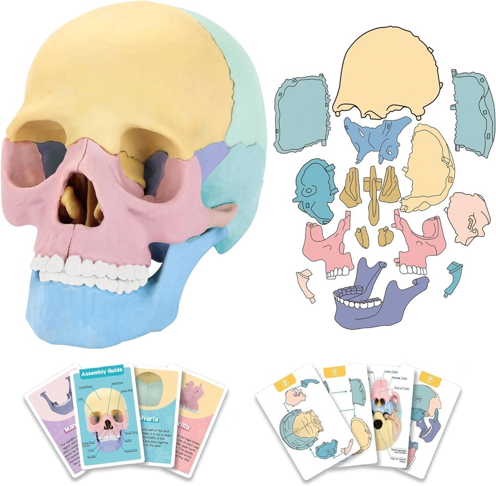 Colorful Anatomy Skull Model Study Tool *cards not included