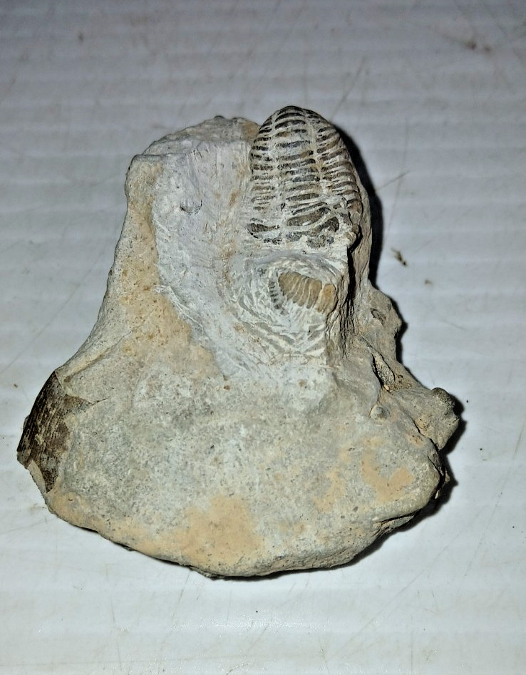 Trilobite Fossil