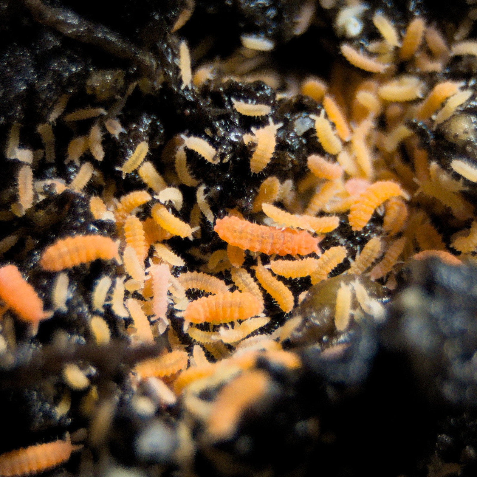 60+ Orange Springtails Yuukianura aphoruroides Starter Culture Live Guarantee