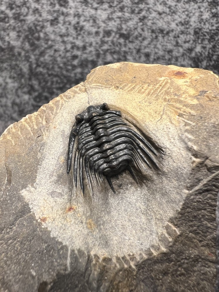 Leonaspis sp. Trilobite Fossil – Nice Example on Natural Matrix