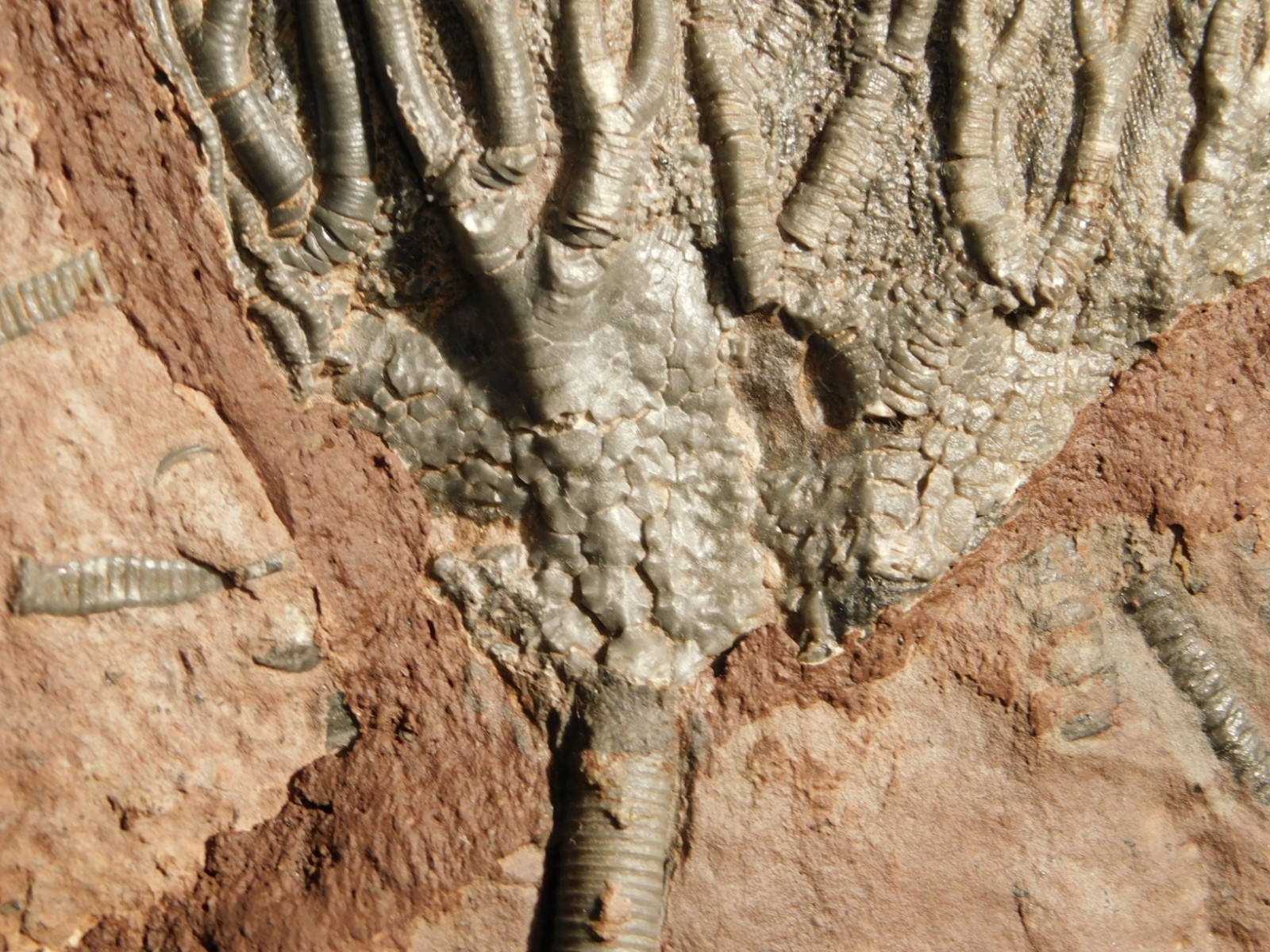 LARGER! 430 Million Year Old! CRINOID Fossil or Sea LILY Fossil Morocco 1133gr