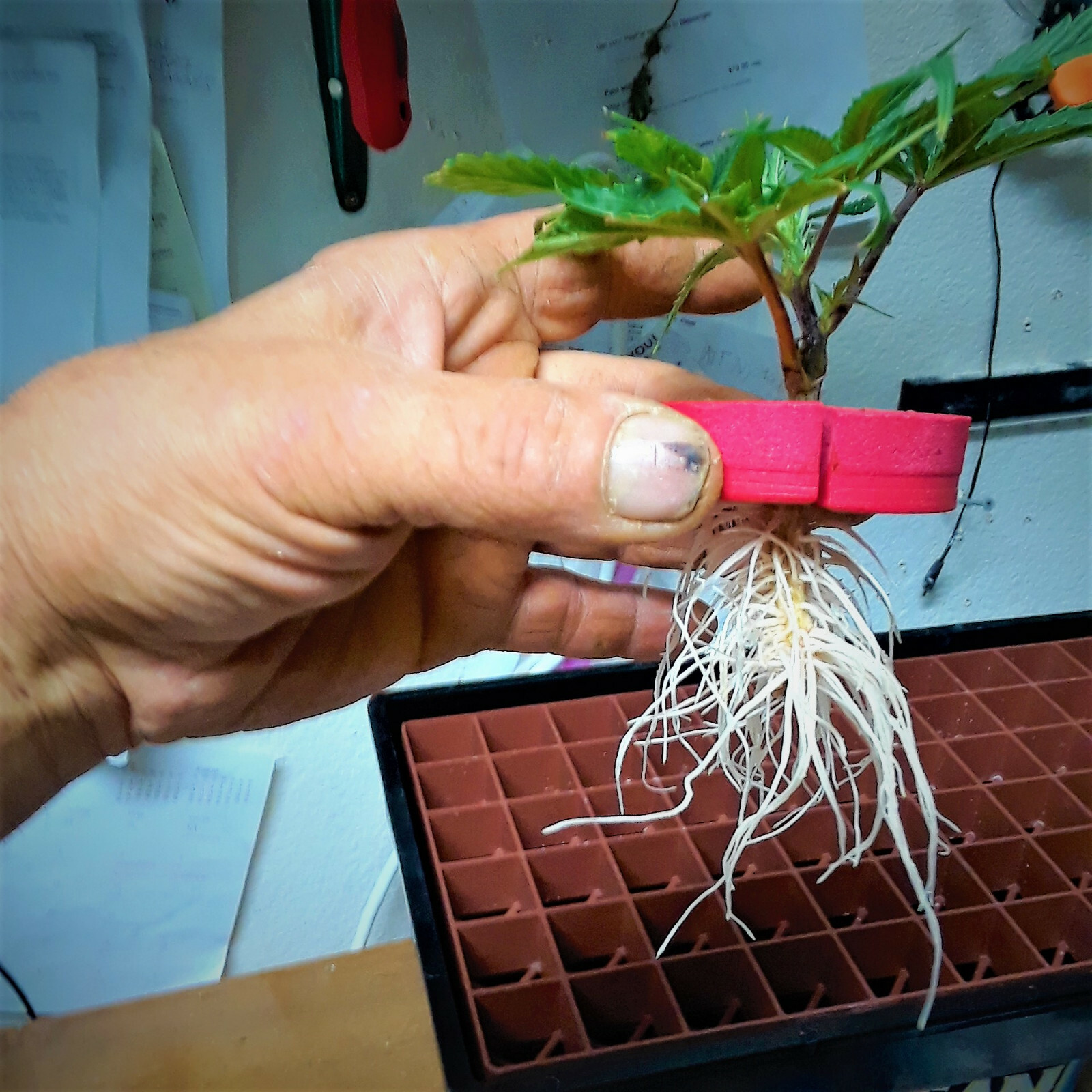 THE CLONE KING 64 SITE AEROPONIC PLANT CLONING MACHINE CLONE CLONER CLONING HYRO