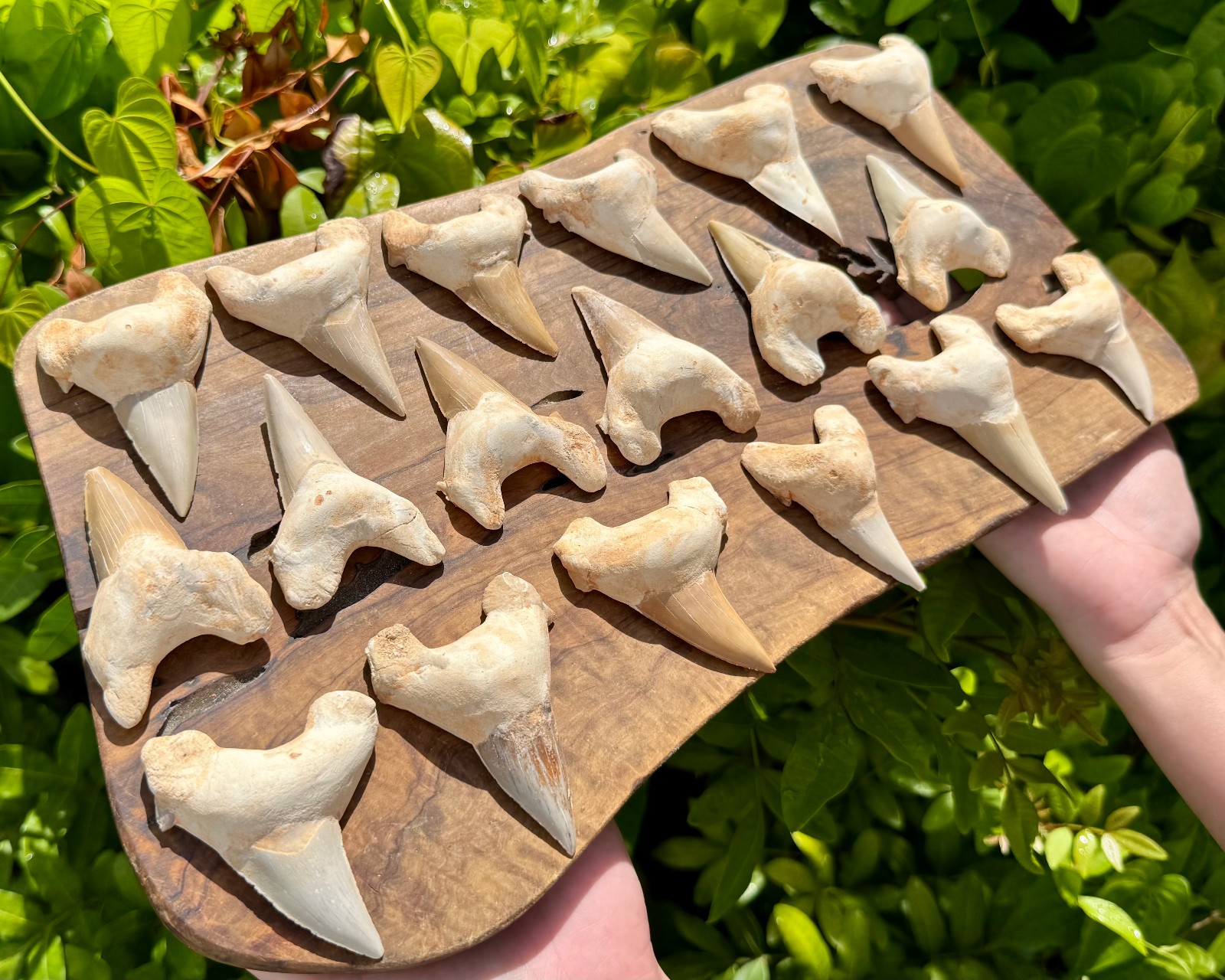 LARGE Shark Tooth Fossils, Natural Fossilized Shark Teeth - Choose Size & Amount