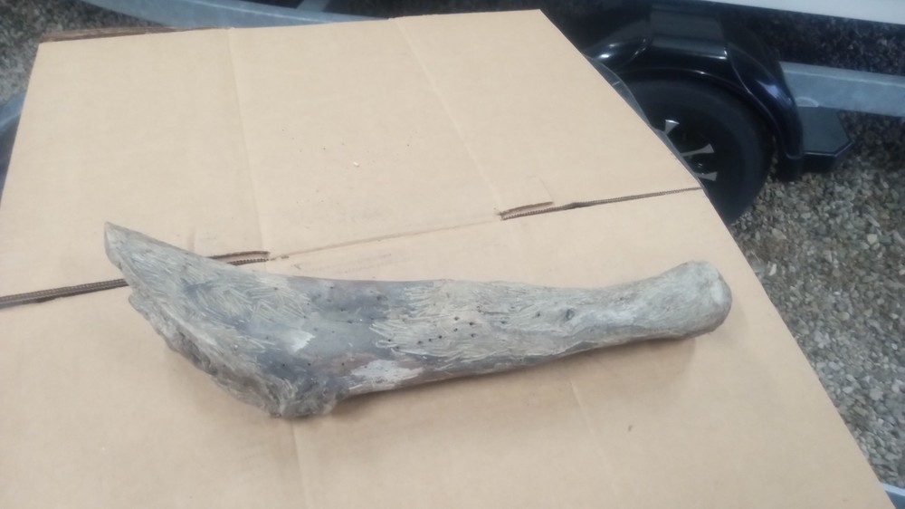 Driftwood Tooth