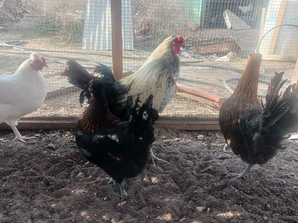 8+ American Long Crower Hatching Eggs