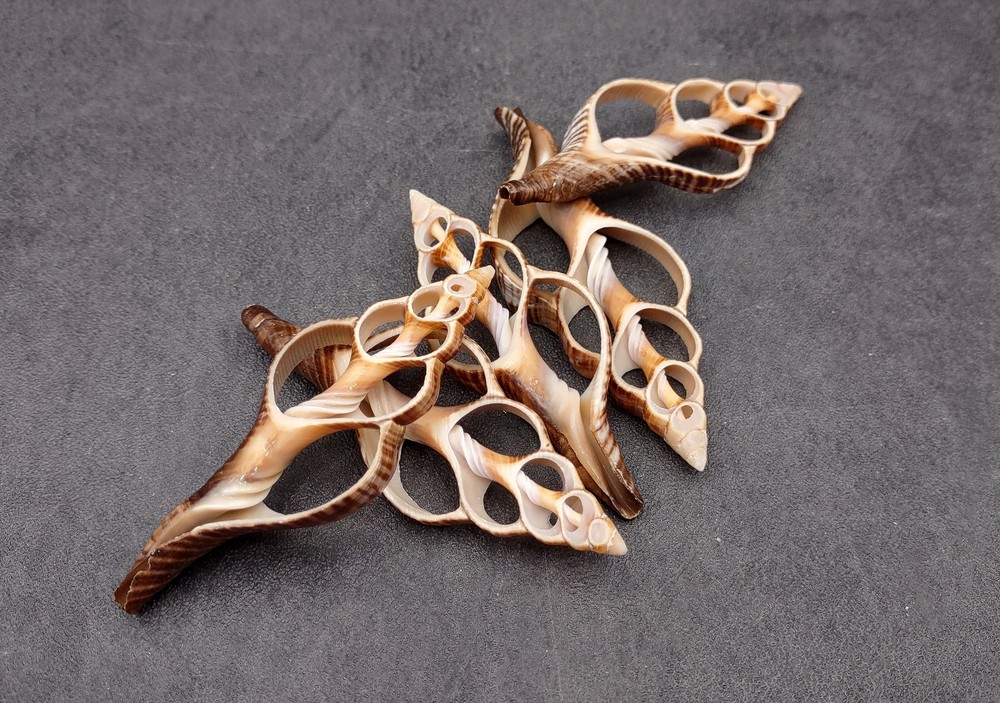 Center Cut Fox Shells (5 shells approx. 2+ inches)