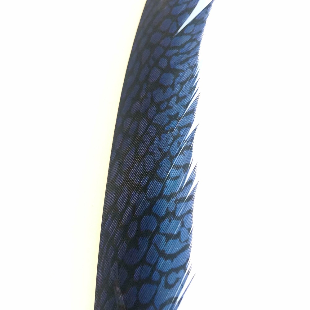 Golden Pheasant Centre Tail Feather - Royal Blue ((SECONDS))