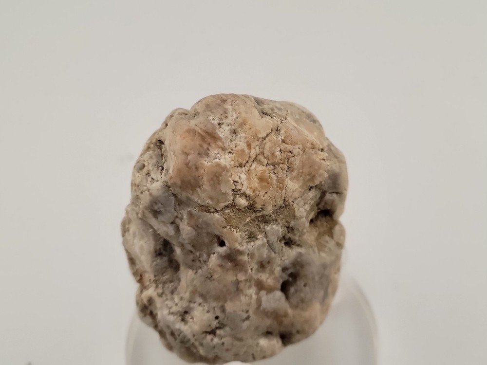 Real Permineralized Reptile Egg Fossil